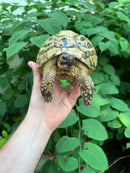 Libyan Greek Tortoise Adult Female