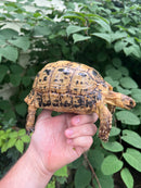 Libyan Greek Tortoise Adult Female