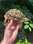 Libyan Greek Tortoise Adult Male