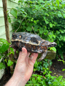 Homes Hinge-back Tortoise Adult Female