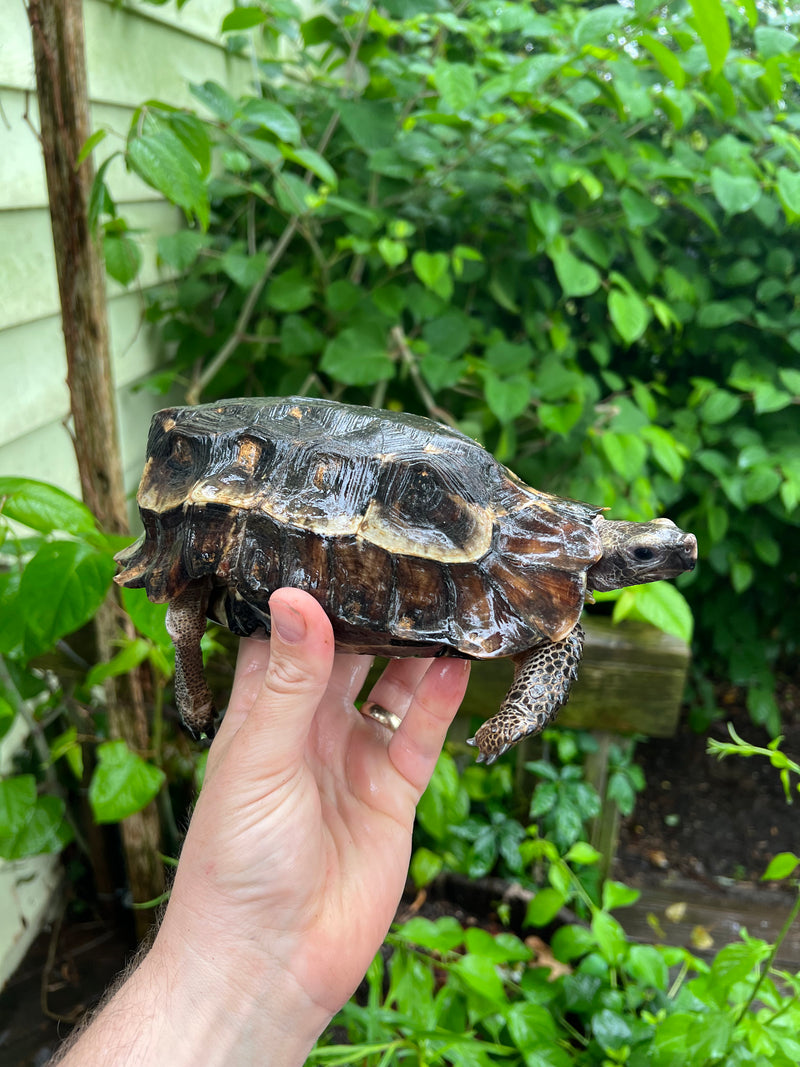 Homes Hinge-back Tortoise Adult Female