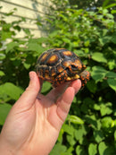Brazilian Cherryhead Tortoise 2021