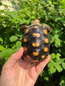 Brazilian Cherryhead Tortoise 2021