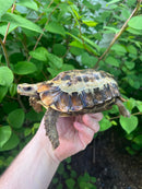 Homes Hinge-back Tortoise Adult Pair