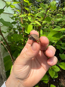 Stripe-necked Musk Turtle Babies (Sternotherus peltifer)