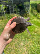 Fly River Turtle Baby