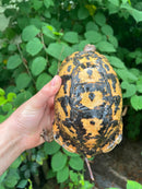 Libyan Greek Tortoise Adult Male