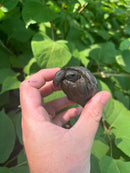 Aldabra Tortoise USA CB 2023