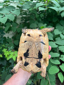 Libyan Greek Tortoise Adult Female