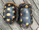 Suriname Red Foot Tortoise Adult Pair 3 (Chelonoidis carbonaria)