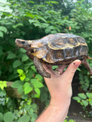 Homes Hinge-back Tortoise Adult Female