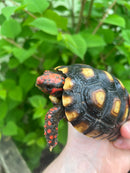 Brazilian Cherryhead Tortoise 2021