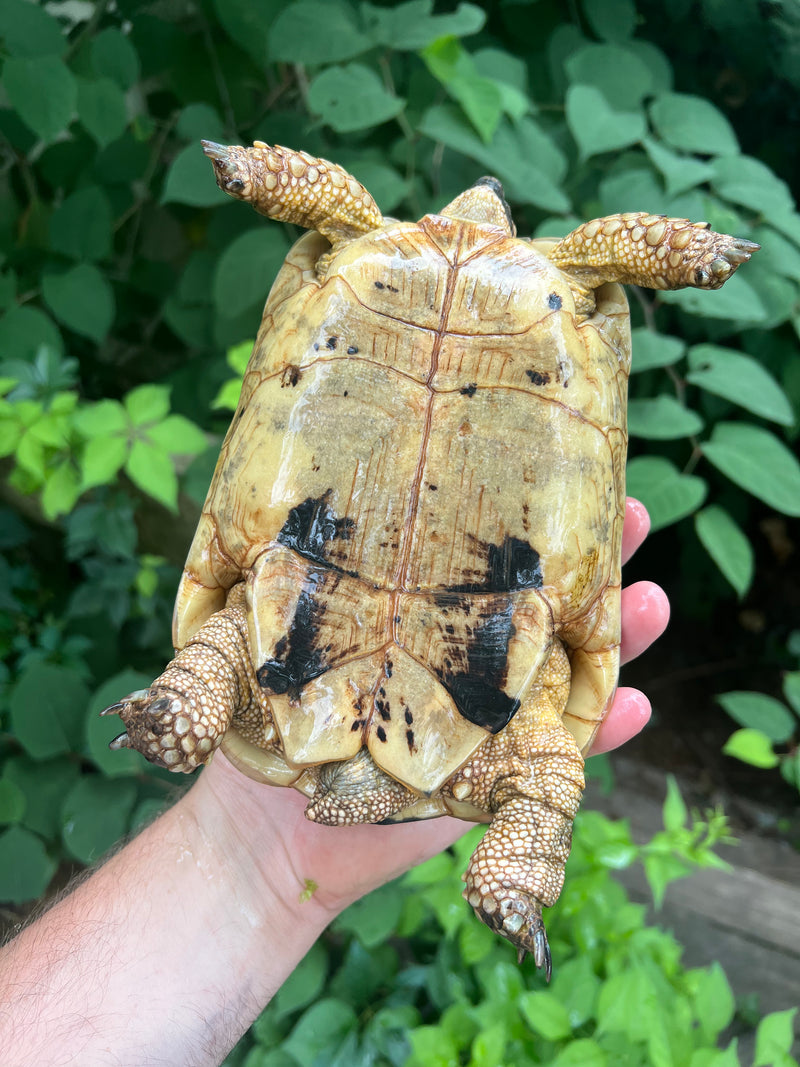 Libyan Greek Tortoise For Sale | American Reptile Distributors