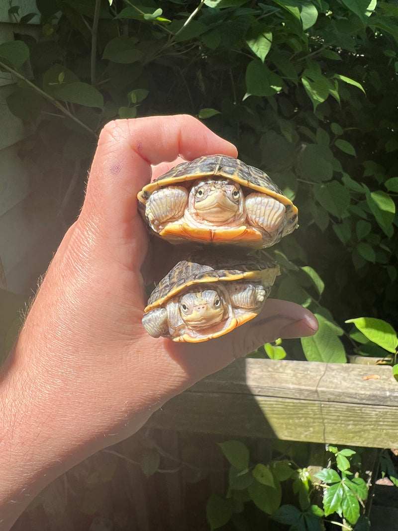 Pastel Florida Chicken Turtle Yearling Pair (Deirochelys reticularia chrysea)