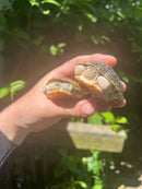 Pastel Florida Chicken Turtle Yearling Pair (Deirochelys reticularia chrysea)