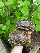 Homes Hinge-back Tortoise Adult Pair