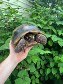 Suriname Red Foot Tortoise Adult Pair 2 (Chelonoidis carbonaria)