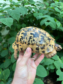Libyan Greek Tortoise Adult Female