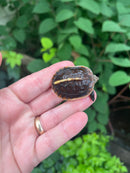 Chinese Box Turtle Babies (Cuora flavomarginata)