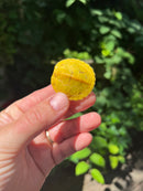 Paradox Albino Red Eared Slider Turtle