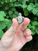 Pastel Common Musk Turtle Baby