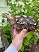 Homes Hinge-back Tortoise Adult Pair 6 (Kinixys homeana)