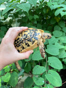 Libyan Greek Tortoise Adult Female
