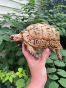 Libyan Greek Tortoise Adult Female