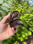 Stripe-necked Musk Turtle Adult Pair