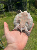 Fly River Turtle Baby