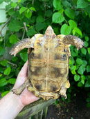Homes Hinge-back Tortoise Adult Female