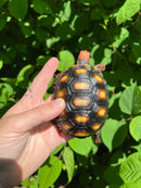 Brazilian Cherryhead Tortoise 2021