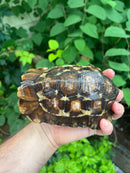 Homes Hinge-back Tortoise Adult Female