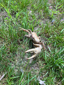 Barbados Giant Land Crab (Cardisoma guanhumi)