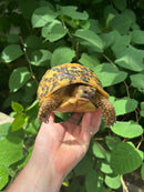 Libyan Greek Tortoise Adult Female