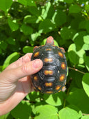 Brazilian Cherryhead Tortoise 2021