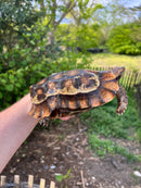 Homes Hinge-back Tortoise Adult Pair