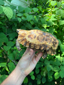 Homes Hinge-back Tortoise Adult Female