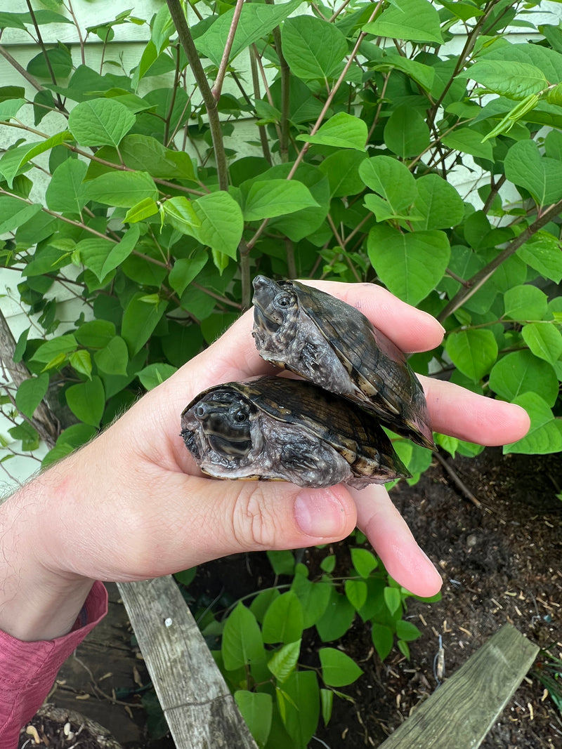 Stripe-necked Musk Turtle Adult Pair