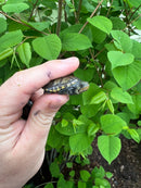 Vampire Musk Turtle (Claudius angustatus)