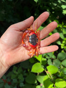 Barbados Red Devil Moon Land Crabs (Gecarcinus lateralis)