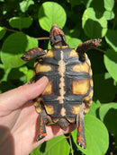 Brazilian Cherryhead Tortoise 2021