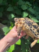 Libyan Greek Tortoise Adult Male
