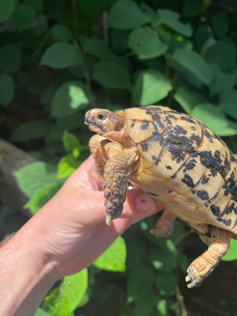 Libyan Greek Tortoise Adult Male