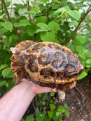 Homes Hinge-back Tortoise Adult Pair