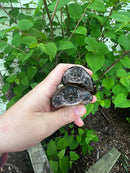 Stripe-necked Musk Turtle Adult Pair