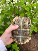 Homes Hinge-back Tortoise Adult Pair