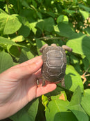 Aldabra Tortoise USA CB 2023