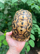 Libyan Greek Tortoise Adult Male