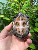 Stripe-necked Musk Turtle Adult Pair